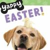 Yappy_Easter_
