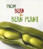From_bean_to_bean_plant
