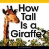 How_tall_is_a_giraffe_